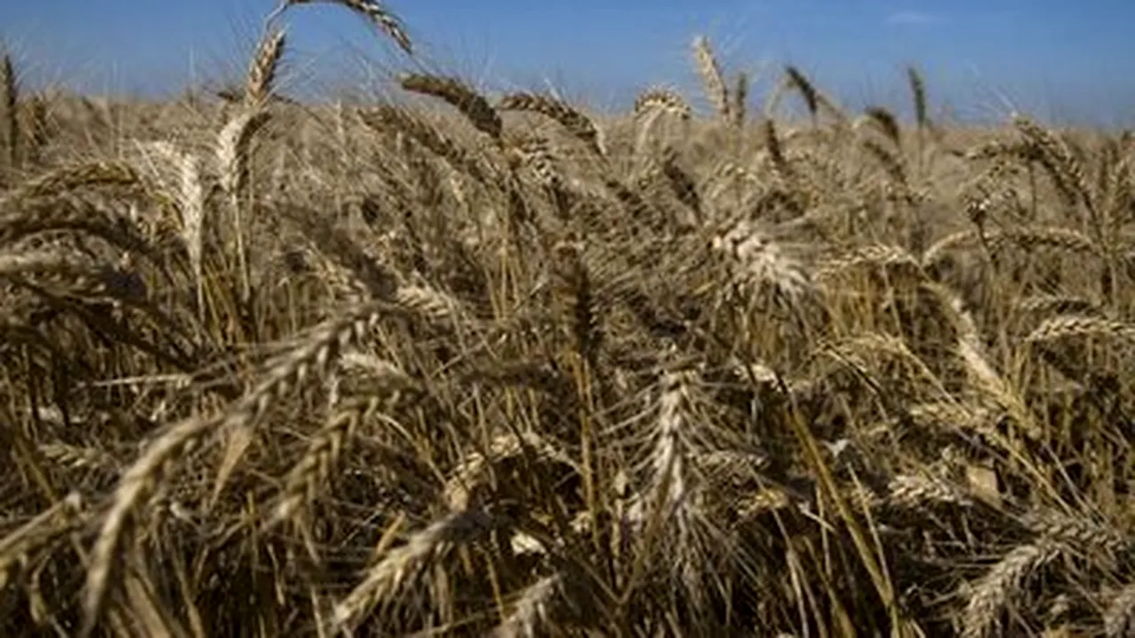 Romania To Apply Reverse Taxation On Cereal Starting June 1