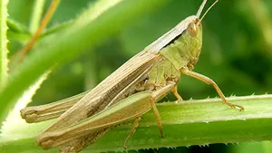 A doua insectă acceptată ca ingredient alimentar pentru piaţa UE