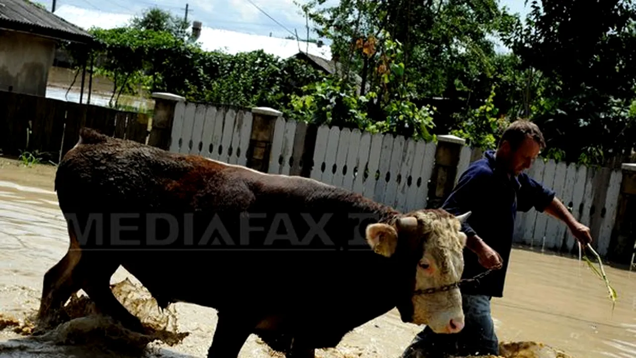 Aproape 90 de gospodării şi trei locuinţe, inundate în două oraşe şi o comună din judeţul Bacău