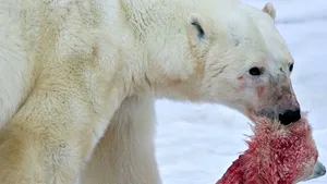 Efectele dezatruoase ale încălzirii globale. Urşii polari au recurs la canibalism pentru a supravieţui