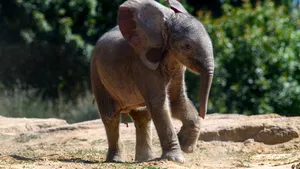 Moment special la o grădină zoologică din Germania: un pui de elefant, vedeta vizitatorilor