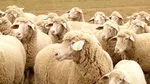 Exporturile de ovine din România ar putea fi reluate. ANSVSA anunță o misiune urgentă de audit a experților europeni