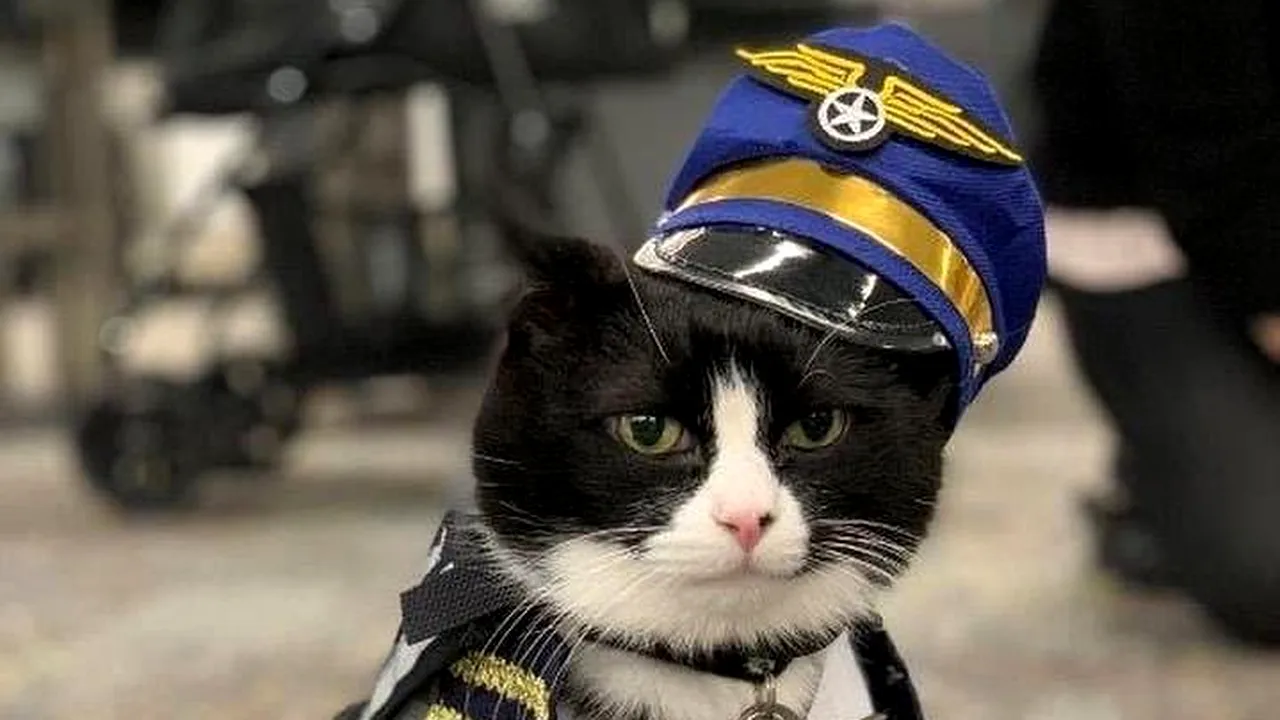 O pisică în vârstă de 14 ani a fost angajată ca animal de terapie la Aeroportul din San Francisco