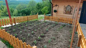 Detaliul care îți poate salva grădina: Care este cel mai bun moment al zilei pentru udarea grădinilor în sezonul cald