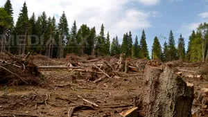 Ministerul Mediului: Aproape 26.000 metri cubi de lemn, exploatat fără autorizaţie în Gorj