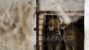 Leii lui Nuţu Cămătaru nu pot fi mutaţi în Africa, pentru că, potrivit legii, ei nu au stăpân