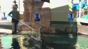 Un crocodil a efectuat tragerea la sorţi a partidelor întâlnirii Australia-Kazahstan din Cupa Davis - VIDEO