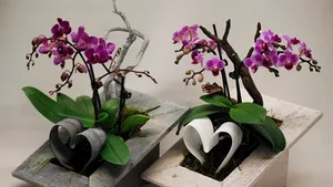 Top 5 cele mai otrăvitoare flori