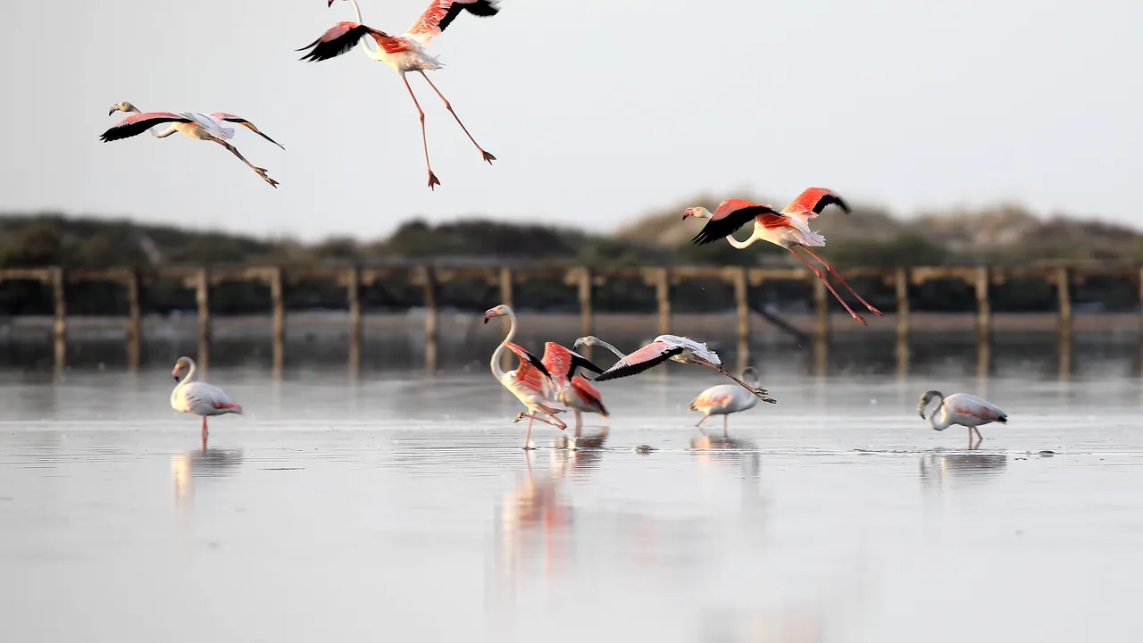 O cunoscută lagună din Spania, folosită de păsările flamingo drept loc de reproducere, a secat