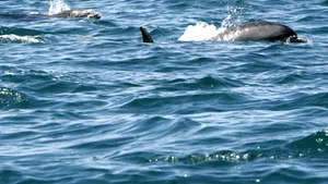 Trei delfini au fost găsiţi morţi pe plajele din Eforie şi Olimp