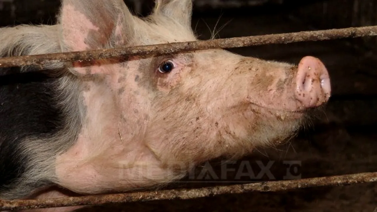 Porc de 200 de kilograme pentru liderul Ligii I