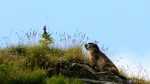 Apel pentru interzicerea vânătorii marmotelor în Franța