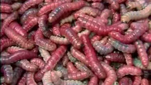 Cum transformă ”super viermii” polistirenul într-o hrană sănătoasă. Cercetătorii speră să găsească un proces de eliminare a spumei pentru ambalaje care poluează