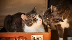 La mulţi MIAU! 8 august, ziua internaţională a pisicilor