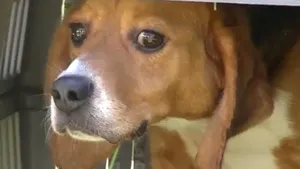 EMOŢIONANT: Momentul în care zeci de câini ies din laboratoarele în care au fost folosiţi pentru teste - VIDEO