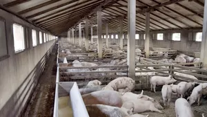 Efectul pestei porcine: masa de Crăciun din 2021 va fi gătită cu porc din import