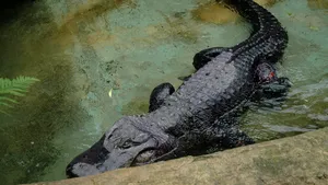 Aligatorul care a supravieţuit bombardamentului Berlinului din timpul celui de-al Doilea Război Mondial, a murit în captivitate

