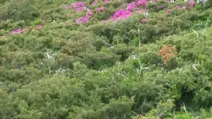 FOTO Spectacolul naturii oferit de rododendronul înflorit pe Muntele Roşu atrage mii de turişti