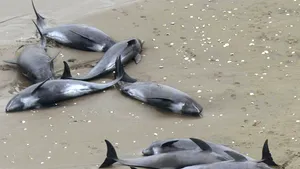 Un ONG atrage atenţia că mai mulţi delfini au eşuat din cauza plaselor pescăreşti