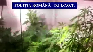 Peste 1.000 de ghivece cu plante de cannabis, găsite la locuinţa unei femei din Prahova - VIDEO