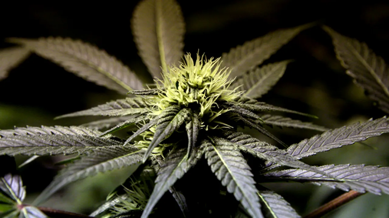 Gardienii i-au permis unui traficant de droguri să crească cannabis în celulă
