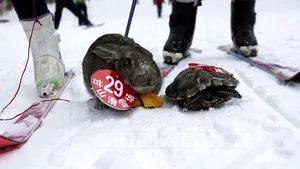 Concurs inedit: O broască ţestoasă a învins un iepure într-o cursă de schi - FOTO