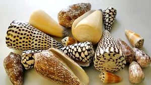 Un analgezic puternic, obţinut din veninul melcilor de mare