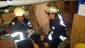 Pui de căţel prins între doi pereţi ai unui imobil, salvat de ISU Timiş - FOTO