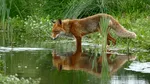 O fetiță a fost mușcată de o vulpe într-o zonă strict protejată din Parcul Natural Apuseni