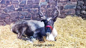 Operațiune masivă de căutare a unui ren în nordul Angliei: Animalul fugise de la un eveniment festiv. Cum s-a încheiat misiunea