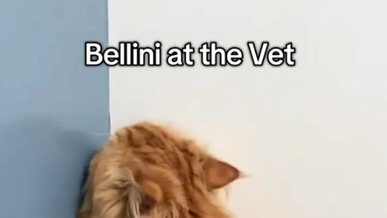 Geniul actoricesc al unui motan: Bellini, un mare artist al invizibilității