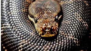 Pitonul birmanez ar putea deţine secretul pentru o bună sănătate cardiacă a oamenilor