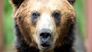 Anchetă după ce un bărbat a găsit cadavrul unui urs în curtea cabanei sale din Hunedoara