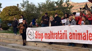 Proteste în ţară faţă de uciderea ursului din Sibiu - FOTO, VIDEO