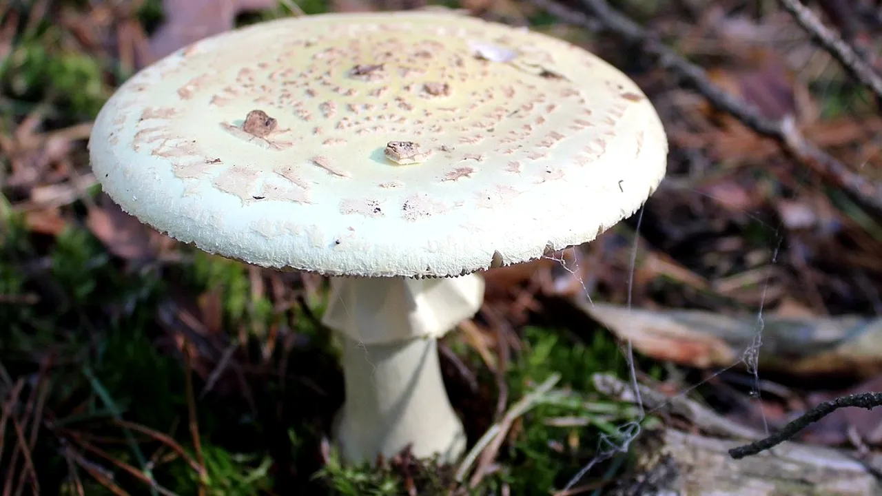 California este invadată de cea mai periculoasă ciupercă din lume 
