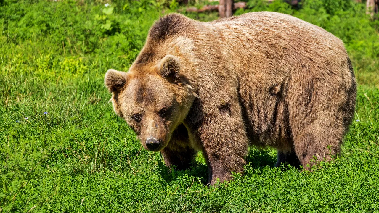 Nimeni nu-i doreşte. Ministrul Mediului: Urşii din România nu sunt la mare căutare în UE, nici măcar pentru grădinile zoologice