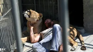 Un îngrijitor de la un parc zoo din Ucraina va locui cinci săptămâni cu leii în cuşcă