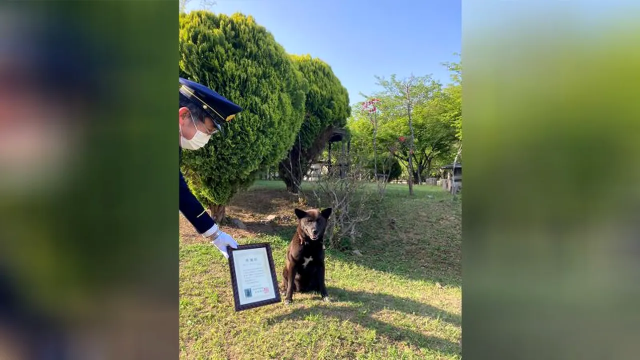 Un câine japonez a fost aclamat ca erou pentru că a salvat viaţa victimei unui atac de cord