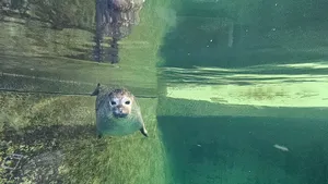 Premieră la Zoo Braşov: Lei de mare californieni, foci şi pinguini Humboldt