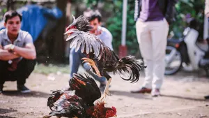 Un bărbat a murit din cauza rănilor provocate de un cocoş de luptă care era pregătit să intre în ring