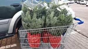 Iaşi, în sărbătoare. Sute de brazi în ghivece, ornaţi şi amplasaţi de sărbători în tot oraşul