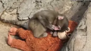 A devenit un fenonem global: Bebelușul de maimuță din Japonia, respins de mamă, care s-a atașat de o jucărie de pluș