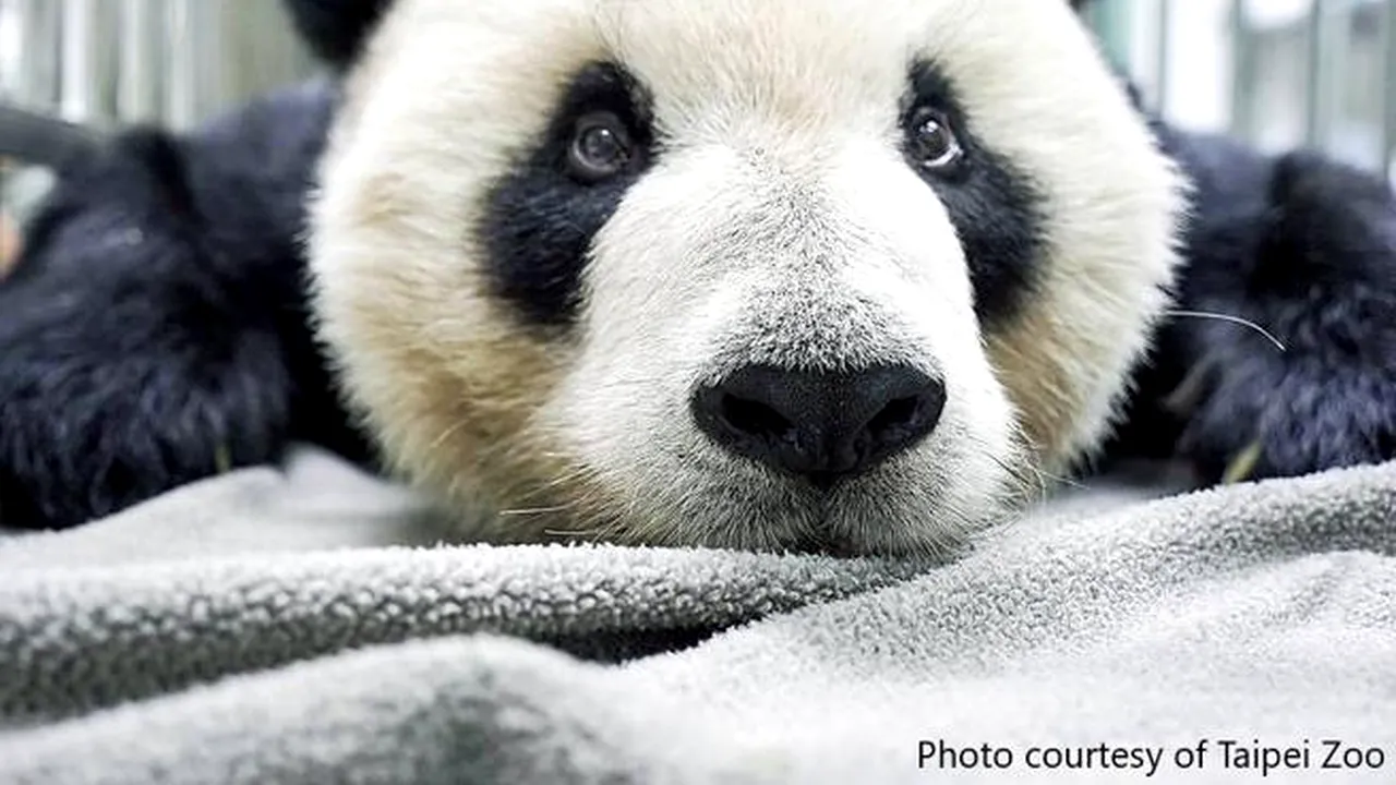De ce n-a reuşit operaţiunea de salvare a ursulul panda Tuan Tuan, simbol al dialogului între China şi Taiwan