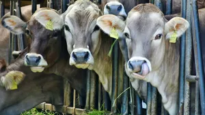 Focar de boala limbii albastre la bovine în județul Gorj