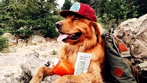 Aspen, câinele care a făcut senzaţie pe Instagram - GALERIE FOTO