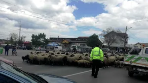 Imagini inedite: Poliţiştii din Murfatlar au „dirijat” o turmă de oi să  traverseze DN 3 | FOTO, VIDEO