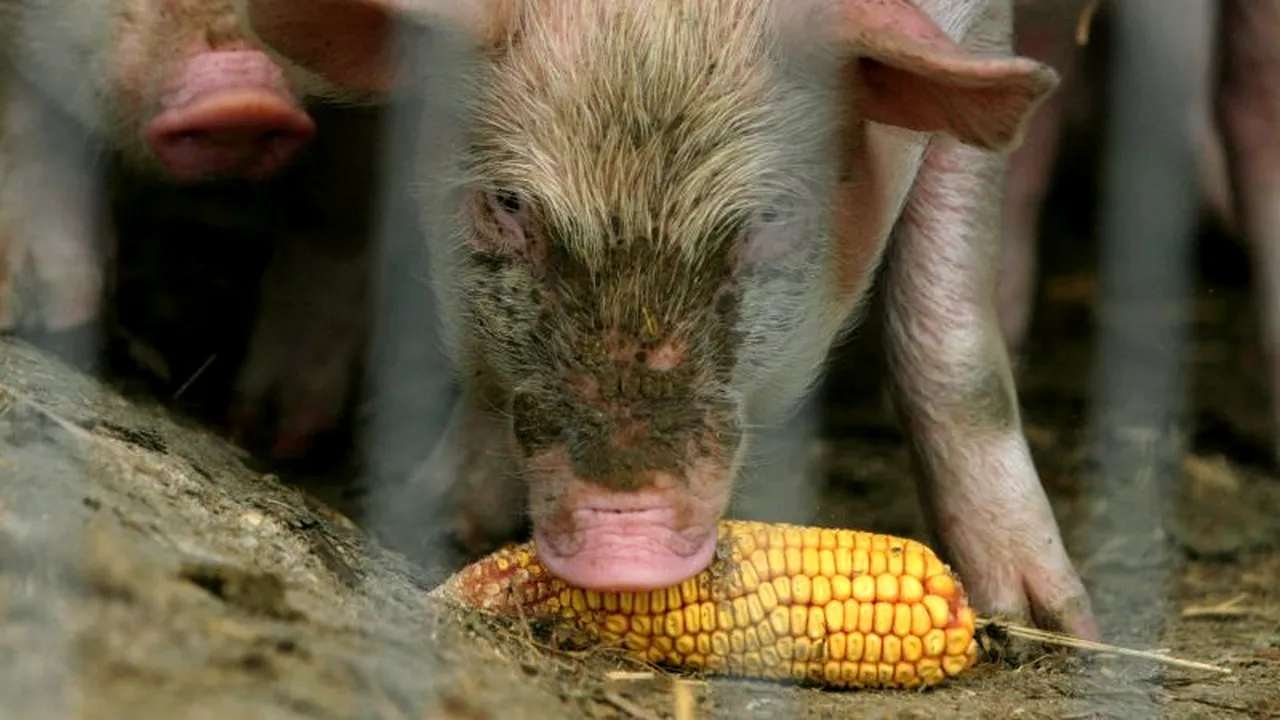 Pesta porcină africană a fost depistată la porci domestici dintr-o localitate din ţară