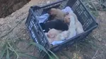 Final fericit pentru o „familie” de câini: opt animale au fost salvate de sub un mal de pământ