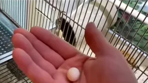 Un bărbat salvează un ou minuscul abandonat. Ce se întâmplă după, într-un video viral emoţionant
