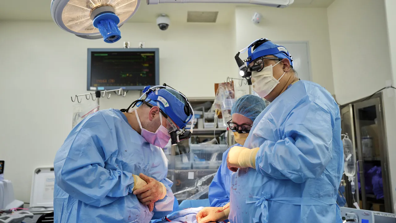 S-a realizat al doilea transplant de rinichi de porc către un pacient uman